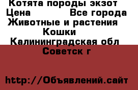 Котята породы экзот › Цена ­ 7 000 - Все города Животные и растения » Кошки   . Калининградская обл.,Советск г.